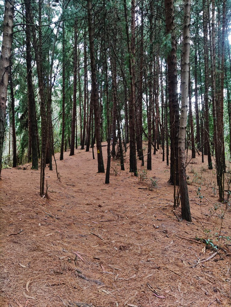 Foret Visite guidée et randonnée à Bogota avec un guide francophone. Panorama nature